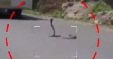 معركة شرسة بين كوبرا ونمس على أحد طرق الهند تنتهى بمفاجأة.. فيديو