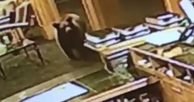 موظفة استقبال تواجه دبا ضخما بدلا من السياح فى فندق أمريكى.. اعرف القصة