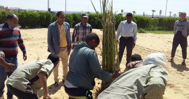 صور.. جامعة أسوان تنشىء مزرعة نخيل مجدول بطريق المطار