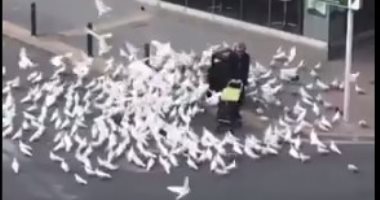 فيديو.. الطيور الجائعة فى إسبانيا تطارد سيدة والسبب كورونا.. إيه الحكاية؟