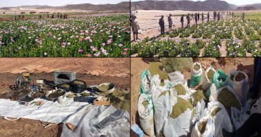 القوات المسلحة تقضى على 513 مزرعة خشخاش على مساحة 416 فدان فى سيناء
