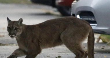 أسد برى يتحدى حظر التجوال فى سانتياجو.. وهذا ما فعلته السلطات فى تشيلى