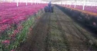 بسبب كورونا.. هولندا تتلف حقول التوليب.. فيديو