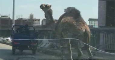    شاهد.. جمل يهرب من صاحبه أعلى محور صفط اللبن