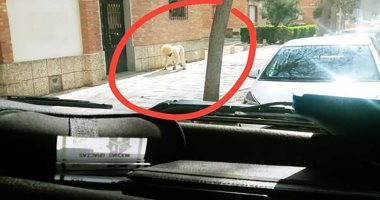 "الرجل الكلب" .. شوف أحدث التقاليع للهروب من حظر التجوال فى إسبانيا