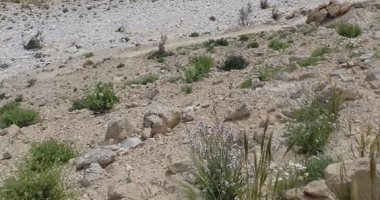 انطلاق المهرجان الأول للنباتات الطبية والعطرية بالفيوم غدا