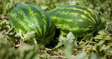 تعرف على التغطيات التأمينية للمحاصيل والماشية