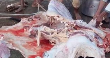 صور.. أهالى قرية بالأقصر يذبحون عجلا لتقديمه للأشقاء السودانيين العالقين 