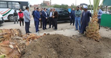 صور.. زراعة النخيل المثمر بمدخل مدينة شبين الكوم لأول مرة فى المنوفية