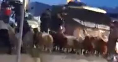 "حتى الحيوانات لم تسلم من إسرائيل ".. الاحتلال يحتجز قطيع ماشية قرب القدس