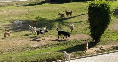 سيبها علينا.. قارئ يشكو من انتشار الكلاب الضالة بأرض الجولف مصر الجديدة