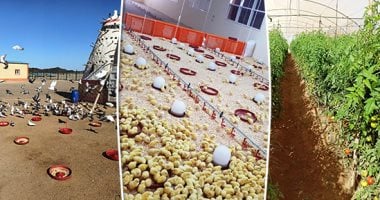صور.. قطار التنمية يصل حلايب وشلاتين.. الزراعة: تشغيل عنابر تسمين الدواجن والبيض بوادى حوضين.. قلعة لتربية الحمام "الجبلى" لإنتاج 11 ألف زوج.. مزرعة للبلطى والنخيل وصوبة لـ4 أصناف من الخضر.. ومصنع لألبان الإبل