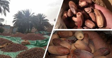 انتعاش أسواق البلح فى أسوان قبل رمضان.. ضخ كميات كبيرة والسعر يبدأ من 20 جنيهًا للكيلو.. "الملكابى والبرتامودى والسكوتى" أشهر أنواع التمور الأسوانية.. و"المزارعون" يروون قصة حصاده حتى بيعه.. صور