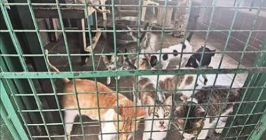 كورونا يفرض حظرا على الحيوانات الأليفة فى الفلبين.. ما التحديات التى تواجهها؟
