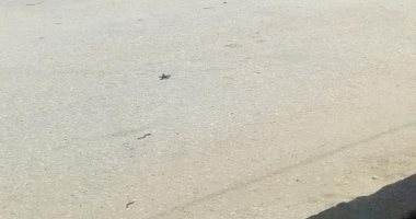 توفير مقاعد آمنة لكبار السن أمام أحد بنوك بئر العبد بشمال سيناء.. صور