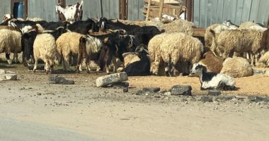 سيبها علينا.. شكوى من انتشار الخرفان حول القمامة أمام مقابر مدينة نصر