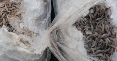 ضبط كميات من أسماك بحيرة البردويل المهربة بشمال سيناء 