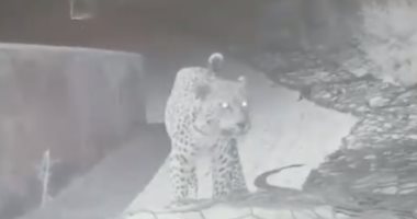 بسبب كورونا.. النمور والأسود الجبلية تسيطر على شوارع تشيلى.. فيديو وصور