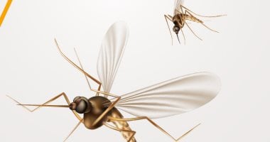 إنفوجراف.. ليه الذباب و البعوض كتير السنة دى ؟!