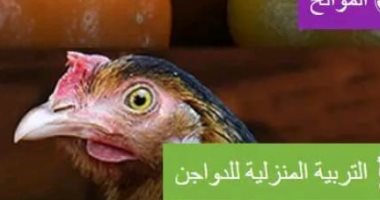 صور.. الزراعة" و"الفاو" تطلقان حملة ترويجية للإرشاد الزراعى الرقمى 