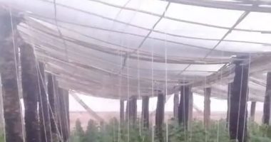 تعرف على تفاصيل مشروع أكبر صوبة زراعية صديقة للبيئة بالوادى الجديد