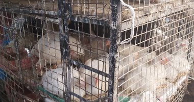 كارثة ذبح الطيور تتكرر يوميا بمحلات الفراخ بقنا.. الصورة لا تكذب تلوث × تلوث.. عشوائية انتشار المحلات تهدد حياة السكان مع تفشى كورونا.. والأهالى: نعانى الأمرين.. والطب البيطرى: نحذر من الشراء فى الوقت الحالى