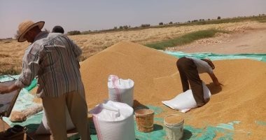 بدء حصاد 6800 فدان قمح بمركز بلاط بالوادى الجديد.. صور