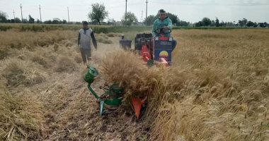 زراعة القليوبية: ضم 650 فدان قمح منذ انطلاق موسم الحصاد حتى الآن.. صور