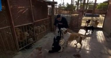 أحمد فهمى بيلعب مع كلابه.. مش هقدر أرد قاعد مع ناس أهم منك بكتير.. فيديو