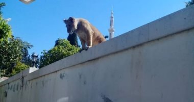 العثور على شبل أسد فى إحدى القرى السورية.. صور