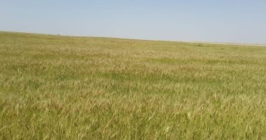 الزراعة لجان من باحثى أمراض النبات للمرور على زراعات القمح لاكتشاف الصدأ الأصفر