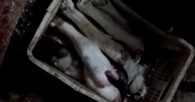 ضبط 2.5 طن كرشة وكوارع غير صالحة للاستهلاك الآدمى داخل ثلاجة بطنطا
