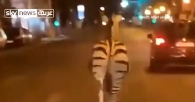 الشرطة الأمريكية تقتل حماراً وحشياً برصاصة في الرأس
