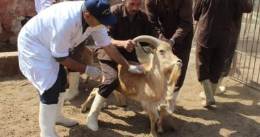 الزراعة: تحصين كباش حديقة حيوان الجيزة والتأكد من غلق الحدائق بأعياد الربيع