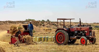  القمح الليلة ليلة عيده ربنا يبارك ويزيده.. موسم الحصاد