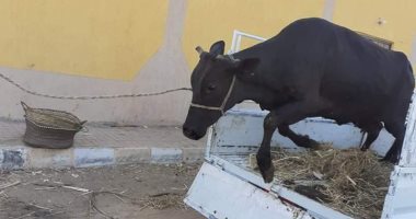 صور.. شباب أصفون يواصلون مبادرة ذبح العجول وبيعها بأسعار مخفضة بالأقصر