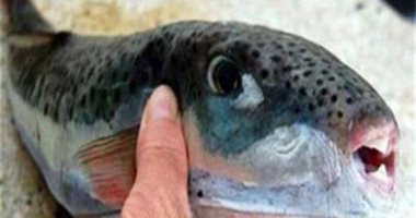 مركز السموم بالإسكندرية يحذر: سمك الأرنب يسبب فشل التنفس والغيبوبة