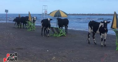 تعرف على حقيقة الصورة المنتشرة بالسوشيال ميديا لمواشى فى شاطئ رأس البر