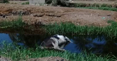 "سيبها علينا".. أهالى مركز ناصر ببنى سويف يشكون من التعديات على مصرف.. صور