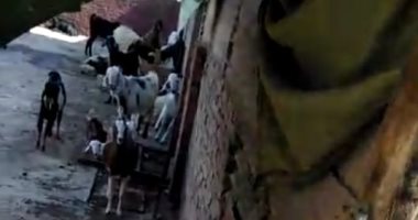 امسك مخالفة.. قارئ يشكو من تربية الماشية وسط حى سكنى بفيصل فى الجيزة
