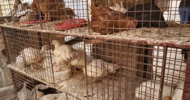 صور.. ذبح الطيور قنبلة موقوتة بمحافظة قنا.. محلات تنتشر بالأسواق وتصدر الأمراض والوباء.. انسداد مواسير الصرف بمخلفات الدواجن.. الأهالى يطالبون بالتصدى تزامنا مع كورونا.. و"الطب البيطرى" يضرب بيد من حديد