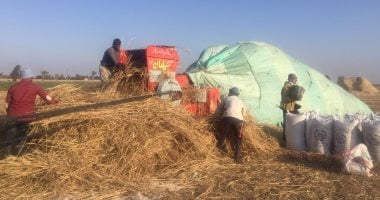 توريد 16931 طن قمح للشون والشوامع بمحافظة الأقصر قبل إجازة العيد