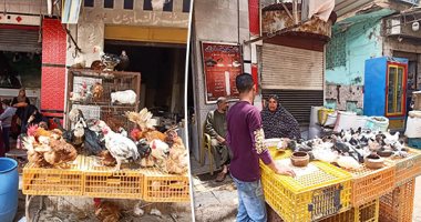 بيطرى أسوان يمنع بيع الطيور الحية بسوق إدفو للاشتباه فى ظهور إنفلونزا الطيور