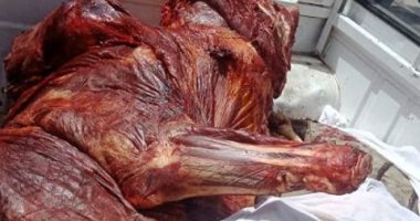 محافظة الجيزة تضبط لحوم فاسدة خلال حملة للطب البيطرى بأكتوبر
