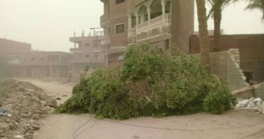 صور.. سقوط أشجار وأسلاك كهربائية وانقطاع التيار الكهربائى بسبب العاصفة الرملية بأسيوط