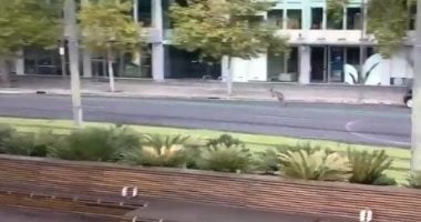 بيستكشف المدينة.. كنغر يقفز بحرية بشوارع أكبر مدن أستراليا.. فيديو