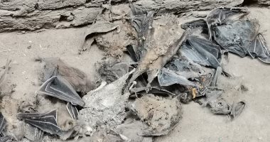 نهاية خفافيش منزل الحزانية المهجور.. رئيس شبين القناطر: اليوم آخر أيام المدة بعد التطهير.. والقضاء على الطيور بالكامل وحصرها لدفنها بالمدفن الصحي.. تطهير المنزل والتنبيه بإغلاق المنافذ وتعقيم بيت آخر بنوب طحا