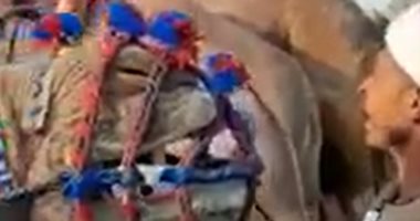 "يطوى الفيافى وطير الشوق يسبقه".. قصص استثنائية بسوق برقاش لتجارة الجمال بالجيزة.. "نوق" يبلغ سعرها أكثر من 3 أضعاف غيرها.. والتجار يحتفلون بالجمل العملاق.. وشكوى من بطء تنفيذ مشروع تطوير المكان.. صور وفيديو