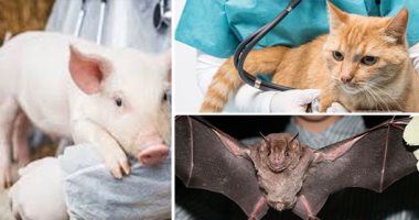 اليوم العالمى للطبيب البيطرى.. 70% من الأمراض الوبائية مصدرها الحيوان.. السارس والجمرة الخبيثة والجرب والطعون والإيبولا الأبرز.. الأمراض انتقلت من الغذاء وروث الحيوان..وتحور أنفلونزا الطيور أكثر خطورة من كورونا