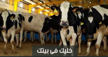 بيع المواشي "أون لاين" في أسيوط للوقاية من كورونا.. الأهالى: هدف المبادرة حماية أرواح الناس بعد انتشار الفيروس بشكل كبير.. ويؤكدون: نحرص على الكسب لمن يعيشون "رزق يوم بيوم".. صور